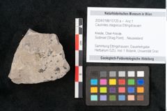 Foto (Objekt + Etikett) von Caulinites otagoicus Ettingshausen (NHMW-GEO-2024-0188-10120a)